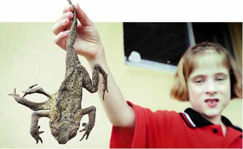 Brooke Heath from River Heads with a six-legged cane toad. Brooke Heath from River Heads with a six-legged cane toad.